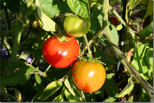 Post image for Tomatoes! In Humboldt County! Grafted Tomatoes Beat the Competition