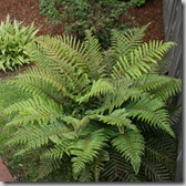 Post image for What’s Wrong With My Fern? Brown Leaves on Ferns