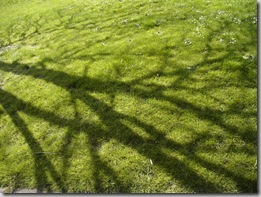 Post image for How Small Can I Prune My Shrub or Tree? A Rule of Thumb