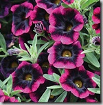 Post image for The Proven Winners Garden Gurus