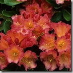 rhododendron unique marmalade