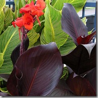 Post image for 2012 Garden Trends: What the Cool Kids are Planting This Year