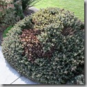 Post image for Don’t Do This: Horrible Landscaping Blunders