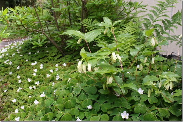 Post image for Wildlife Miscellany: Trends, Native Plant Books, and Special Thanks to Carole Brown