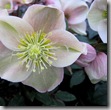 Post image for New Hellebore Flowers Hold Their Heads High