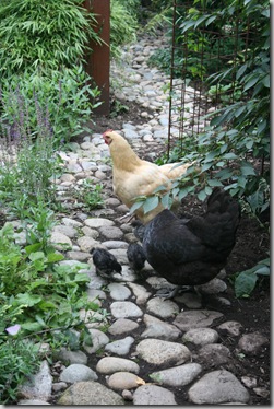Post image for Blog Party for Free-Range Chicken Gardens by Jessi Bloom