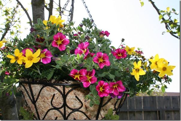 Hanging Plant Basket