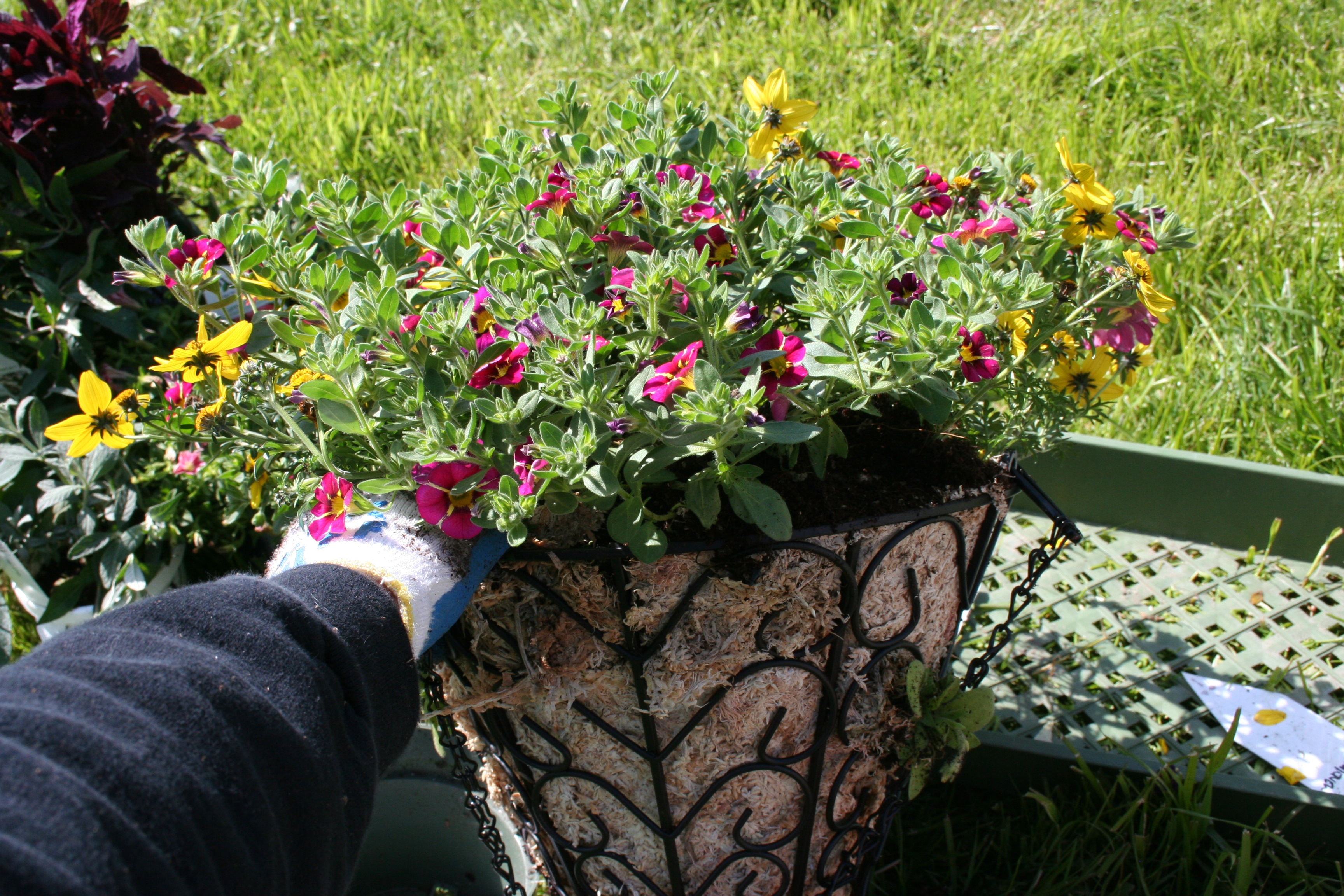 How to Plant a Hanging Basket With an Angel Moss Liner