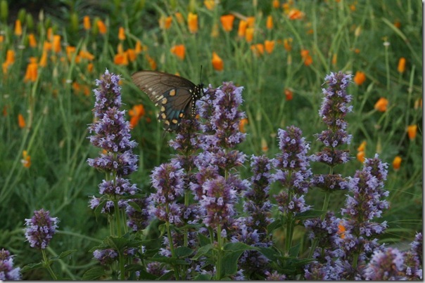 Wildlife Gardening