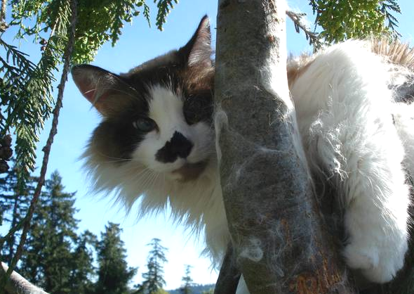 Cat Stuck in a Tree? Call These Tree-Climbing Heroes