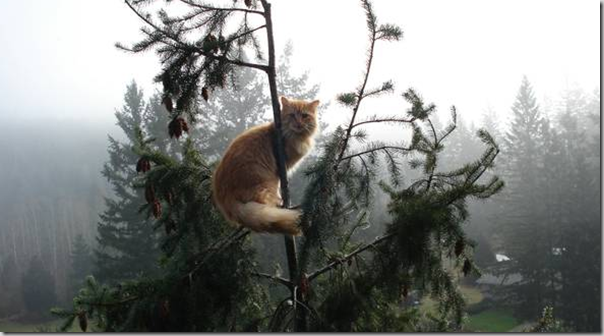 Cat Stuck in a Tree? Call These TreeClimbing Heroes ⋆ North Coast