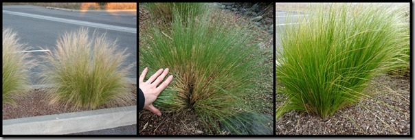 Pruning Mexican feather grass