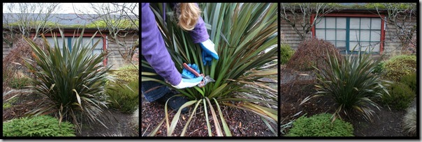 how to prune phormium or flax