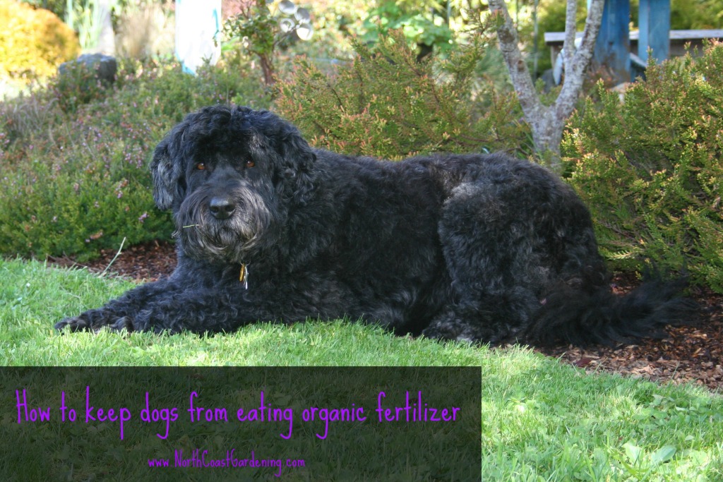 How to keep dogs from eating organic fertilizer, from www.NorthCoastGardening.com