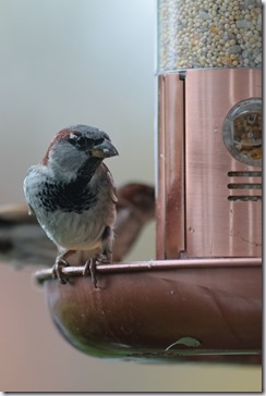 bird at bird feeder