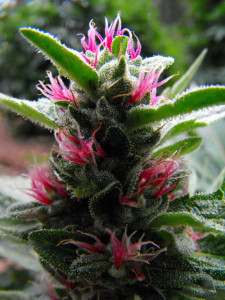 Ornamental marijuana - an upcoming trend for 2015? www.northcoastgardening.com