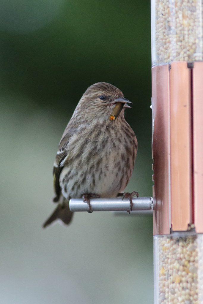 This house finch would rather smoke a cigar than eat milo.