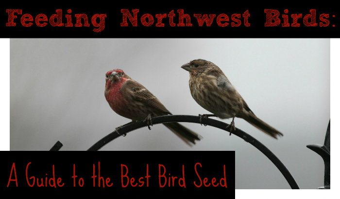 DIY Bird Seed Blends for Feeding Wild Birds (and a Guide to the Best Seeds)