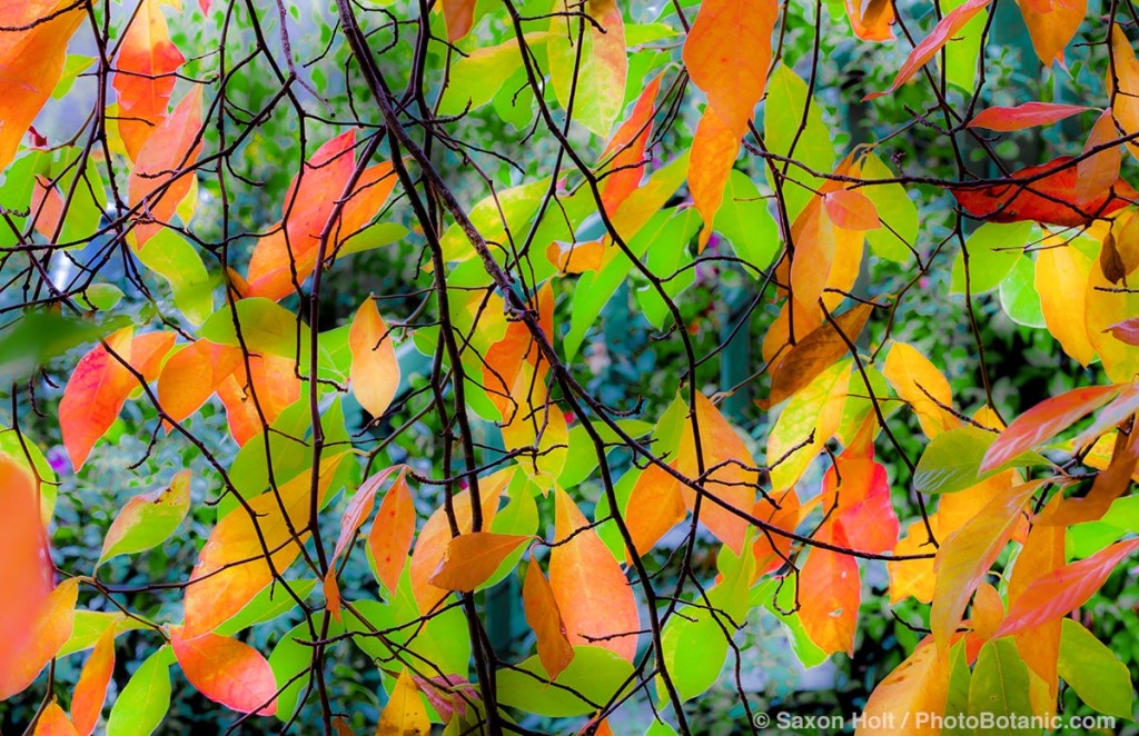 Tapestry of autumn leaves, Tupelo tree - Nyssa sylvatica