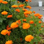 Calendula Flowers