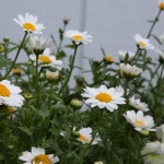 Winter-Blooming Paludosum Daisies