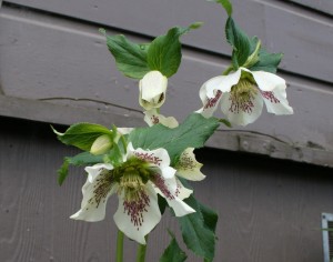 White Lady Hellebore