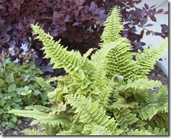 Alaskan Fern