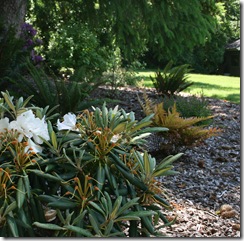 A shady garden area with Yaku hybrid Rhodie and Autumn Fern