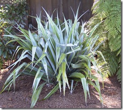 Astelia chathamica 'Silver Spear'