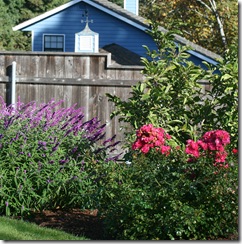 A sunny garden area with Salvia leucantha and Pink Flowercarpet Rose