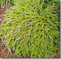 Calluna 'Pat's Gold'