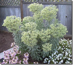 Euphorbia characias 'Glacier Blue'