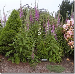 NCG Foxgloves and Dwarf Alberta Spruces