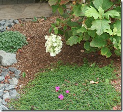 NCG Heterocentron filling in around Oakleaf Hydrangea