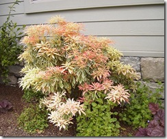 Pieris 'Flaming Silver'