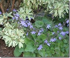 Pieris 'Flaming Silver' with Campanula poscharskyana