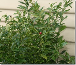 Sarcococca berry