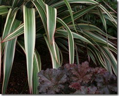 Phormium 'Tricolor' with Heuchera 'Crimson Curls'