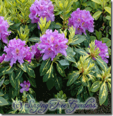 Rhododendron 'Goldflimmer'