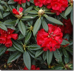 Rhododendron 'Rubicon'