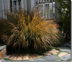 Stipa arundinacea - New Zealand Wind Grass