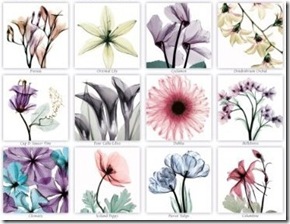 Flower Spirits Calendar