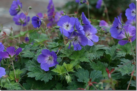 Geranium 'Rozanne'