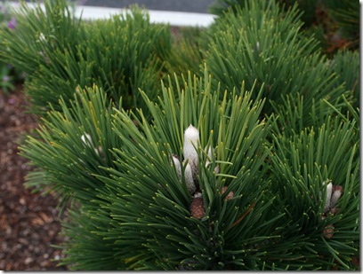 Pinus thunbergii 'Thunderhead' candle