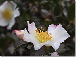 Camellia sasanqua - single petaled, photo by jam343 on Flickr