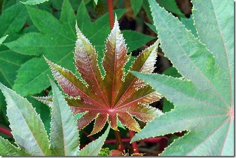 Castor Bean Plant photo by Randy Read on Flickr