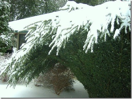 Conifers Bent Under Weight of Snow photo by rynosoft