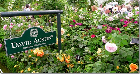 David Austin Roses photo by Wolfiewolf on flickr
