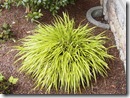 Hakonechloa macra 'Aureola'