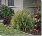 Nassella tenuissima - Mexican Feather Grass